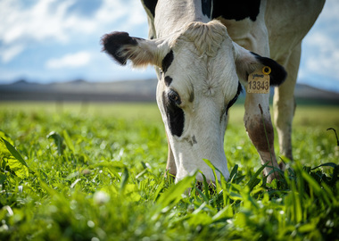 Pasture grass store